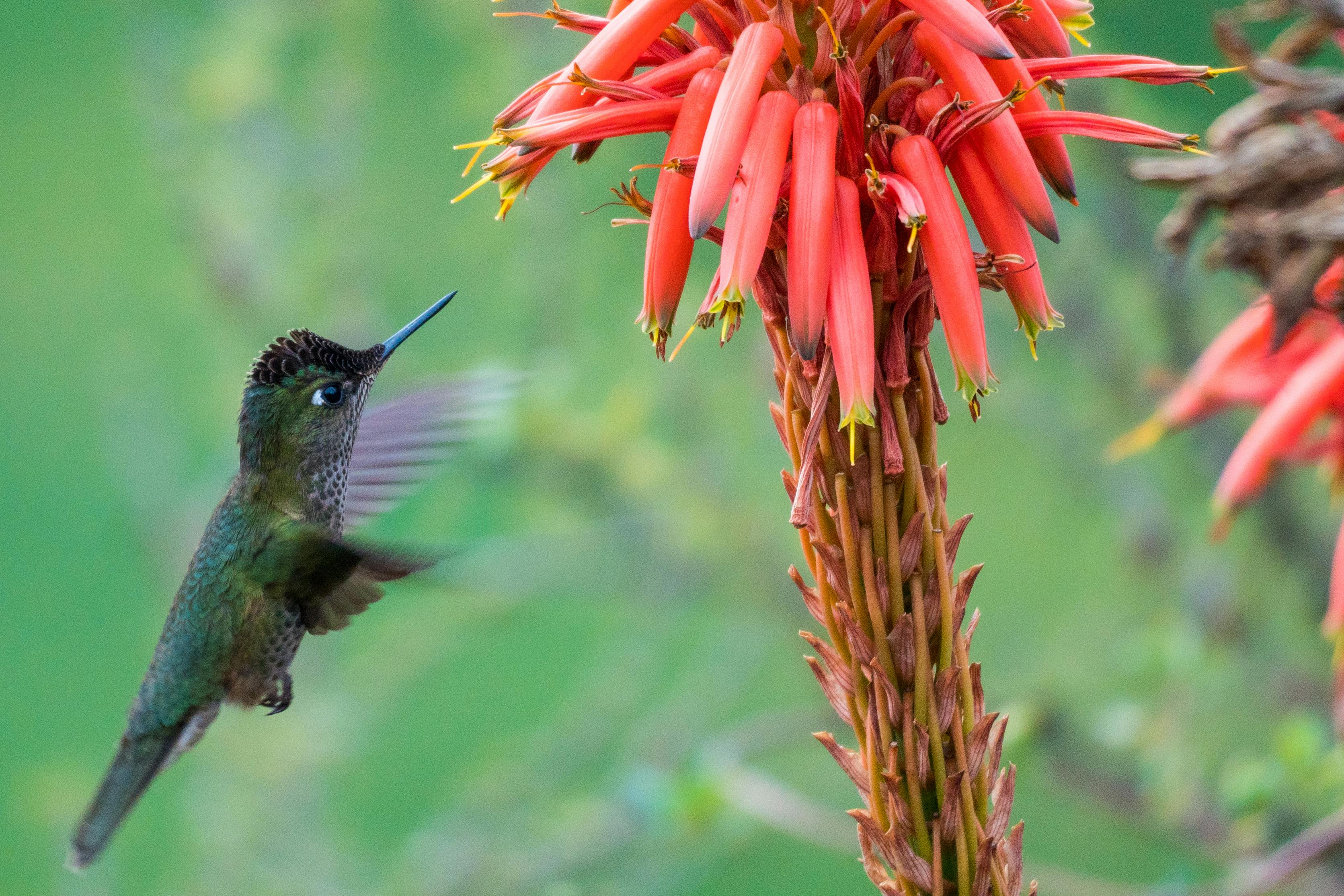 Smart Ways to Create a Fly Trap in 2025 for a Pest-Free Living