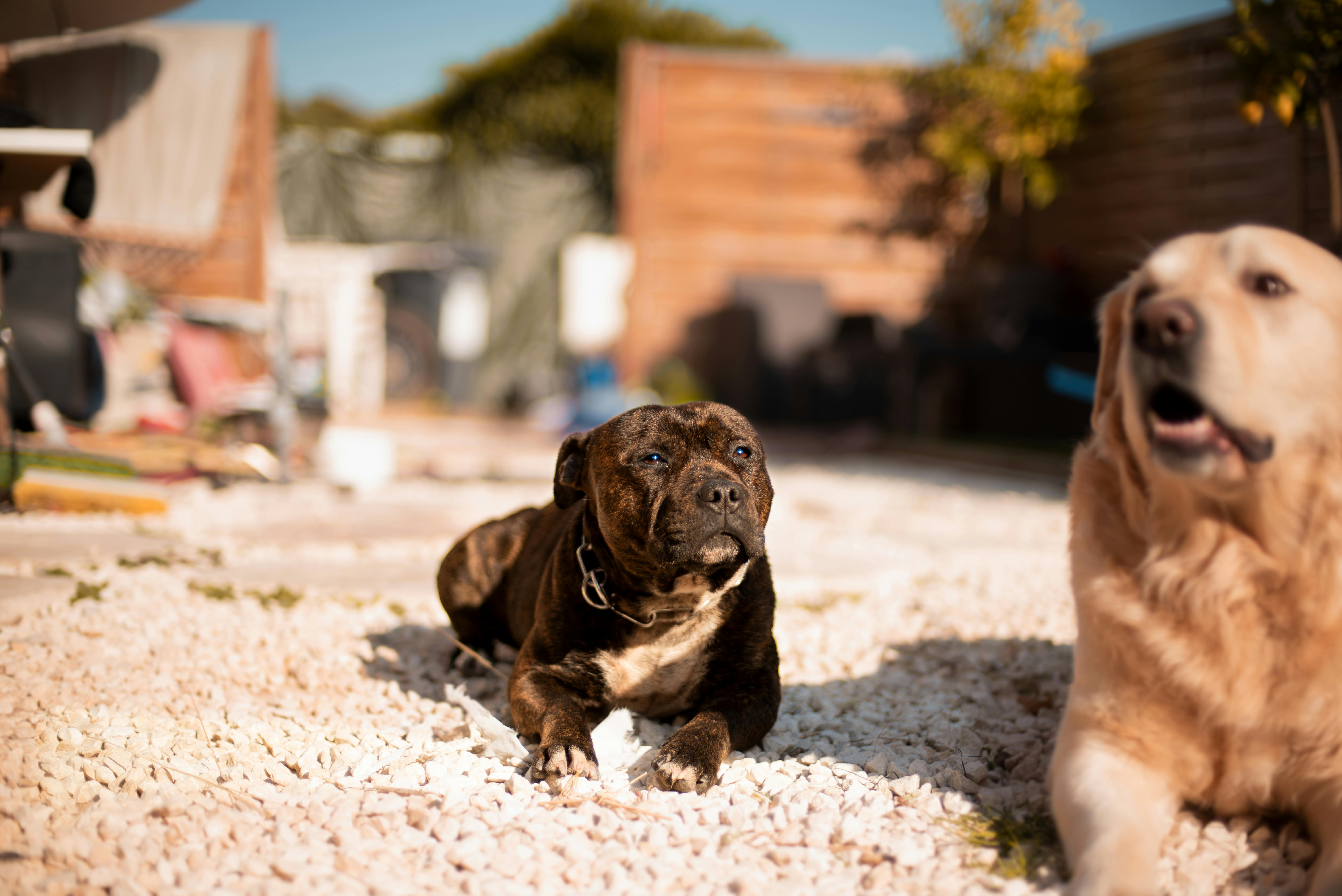 benadryl-for-dogs