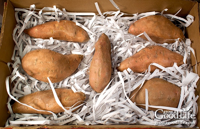 Sweet Potato Storage Tips