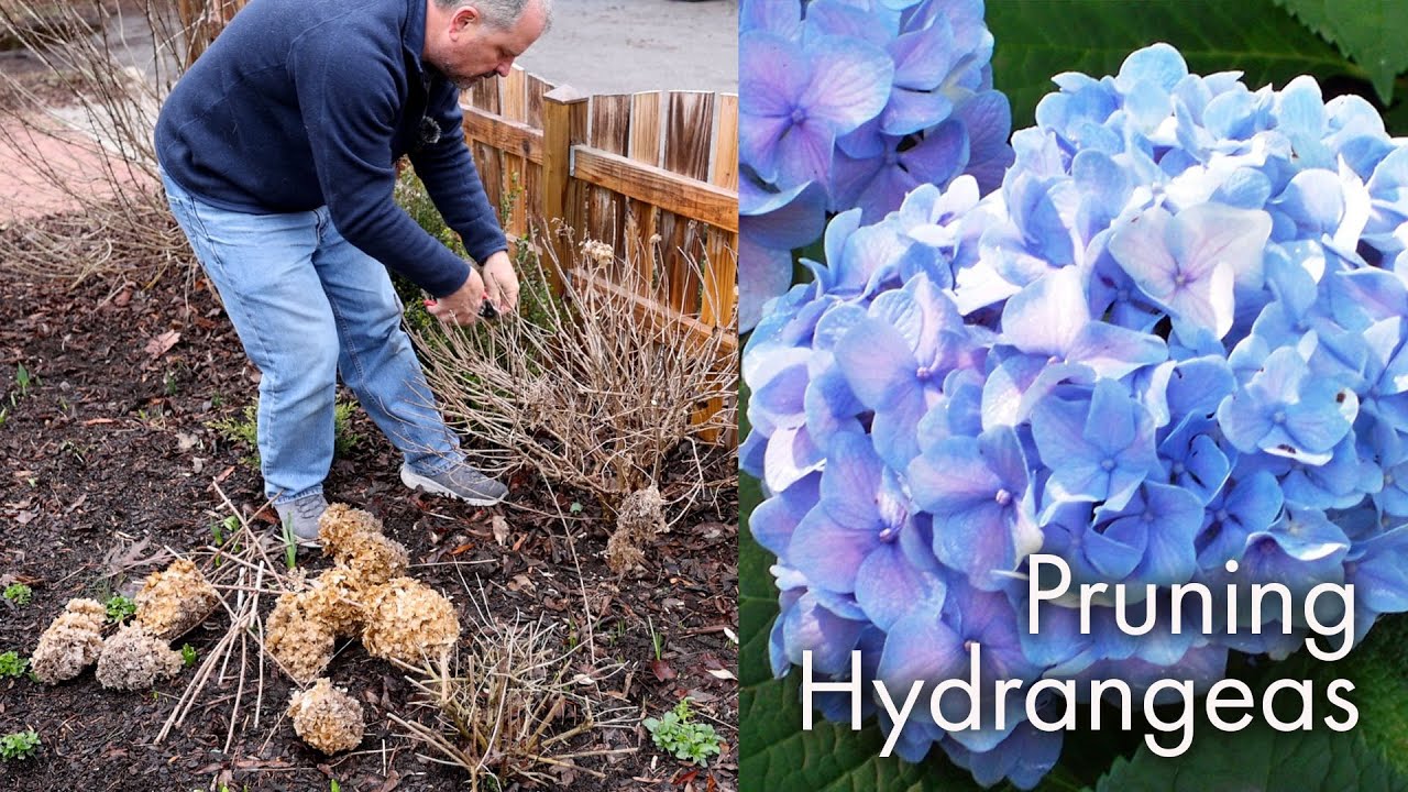 Pruning Hydrangeas