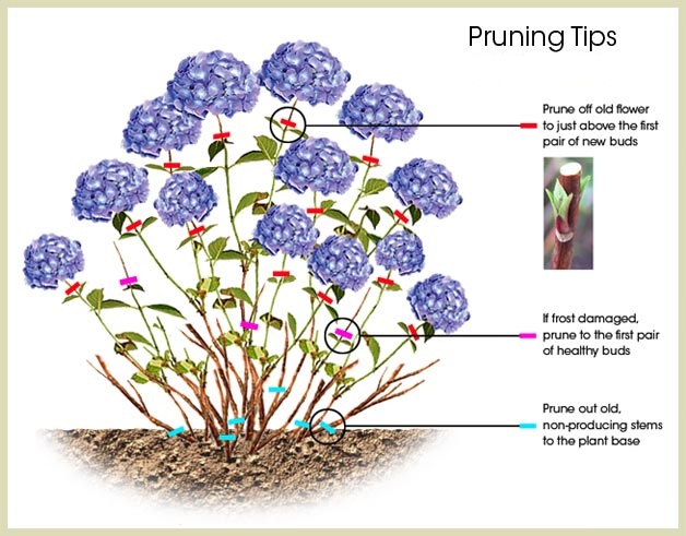 Effective Hydrangea Pruning