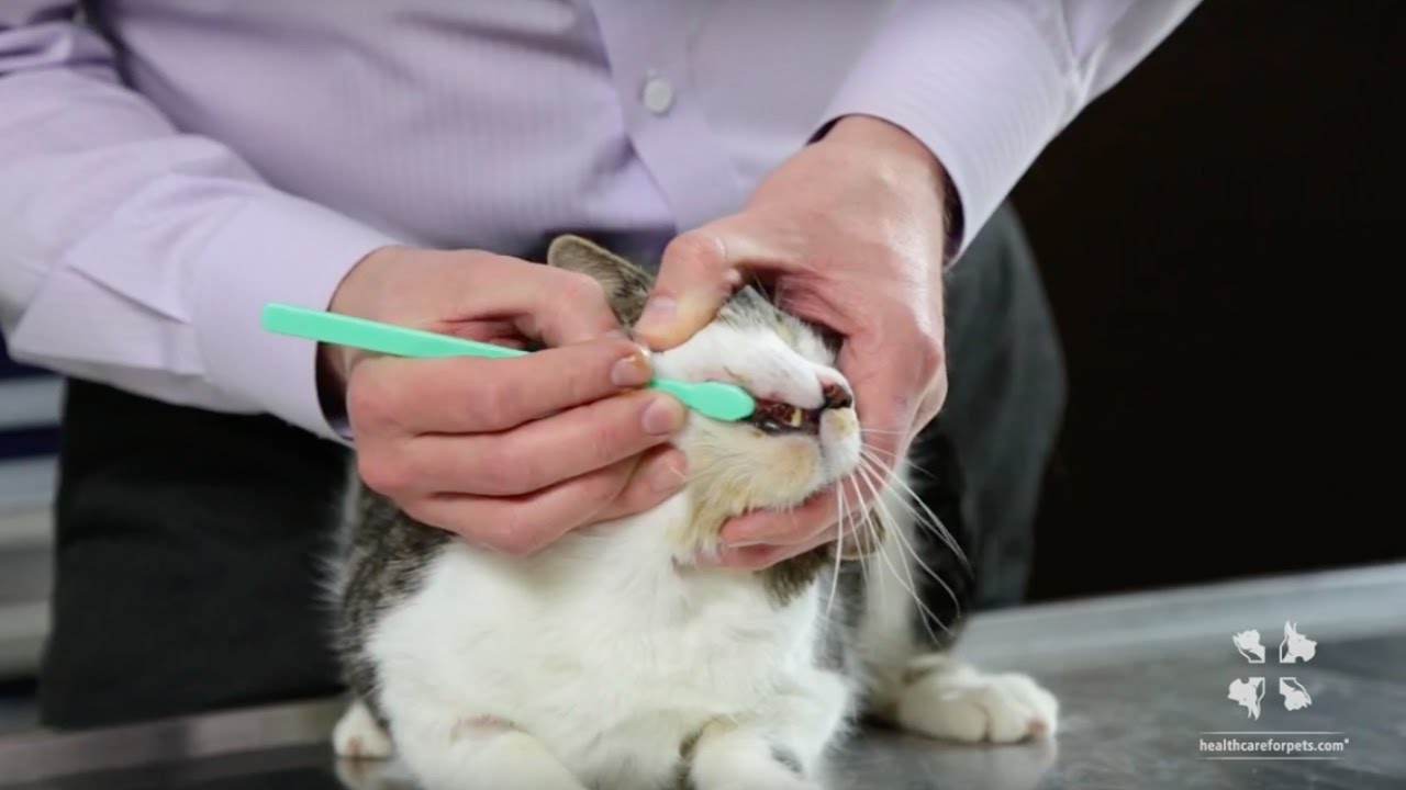 How to brush cats teeth