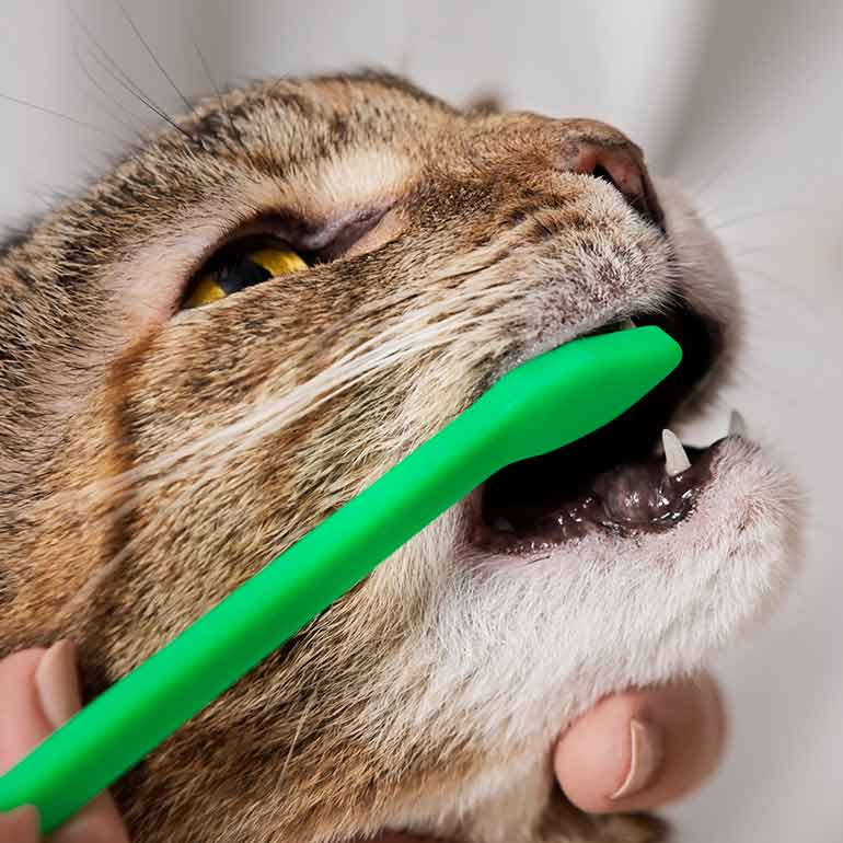 Cats dental care