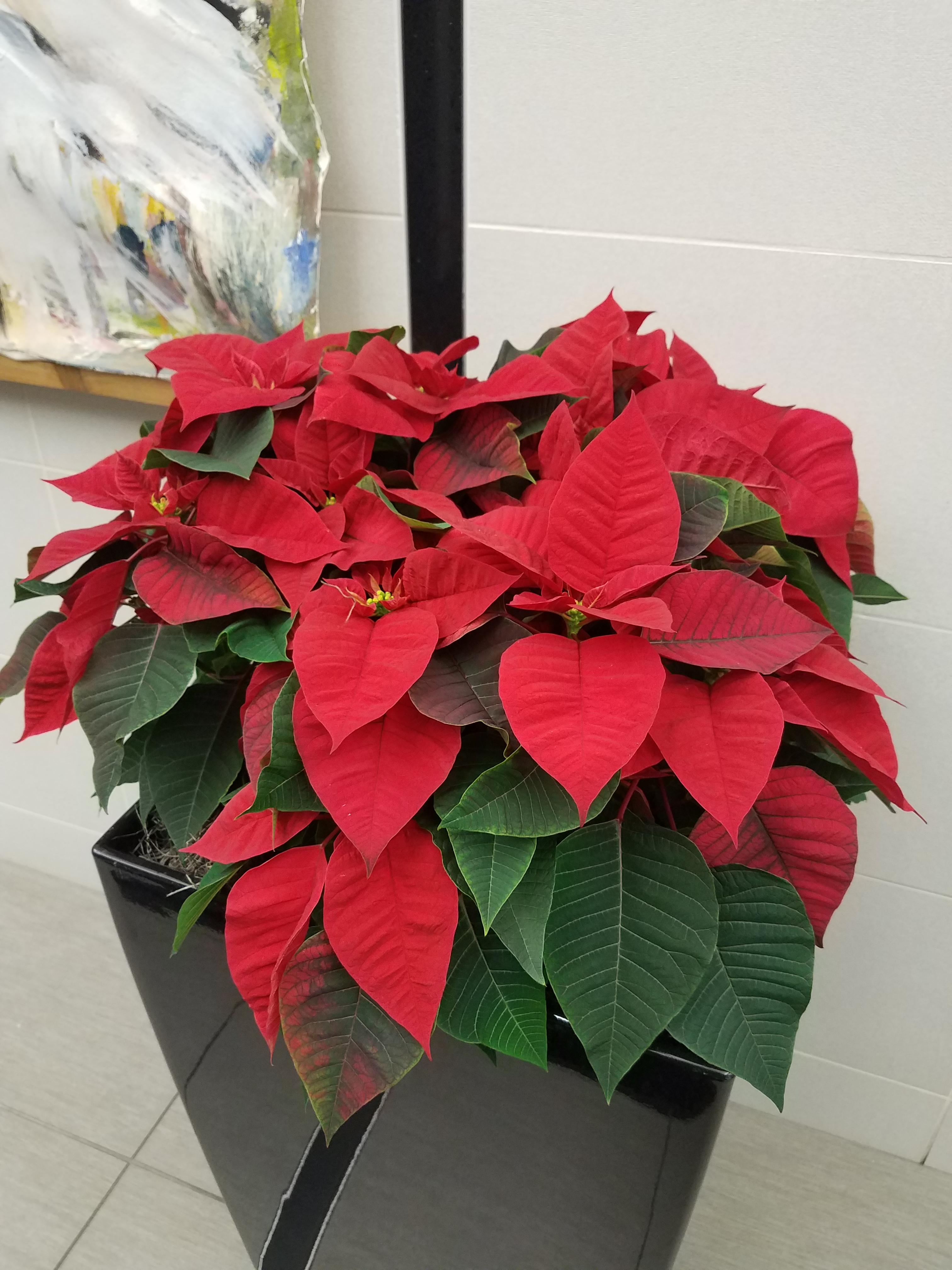 How to Care for Poinsettias