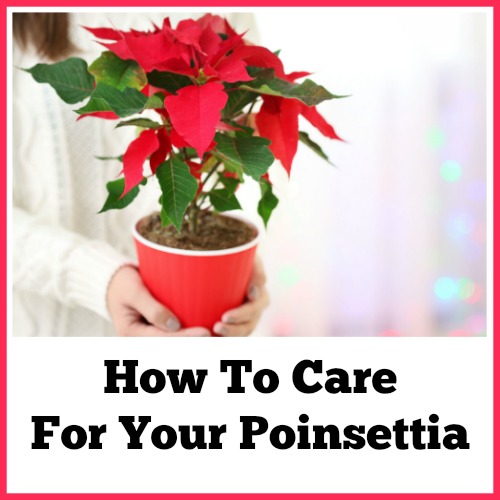 Caring for Poinsettias