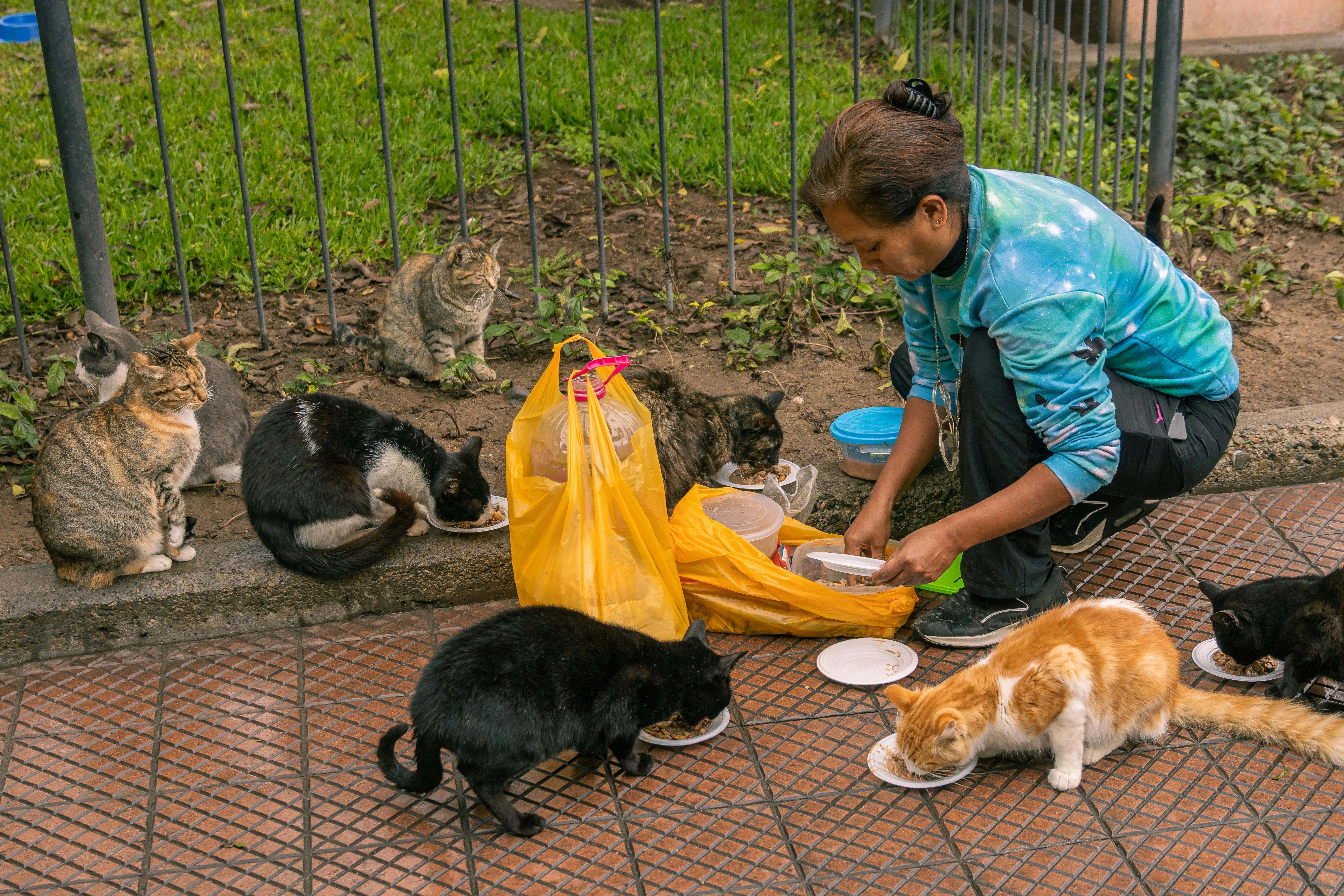 How much to feed a kitten