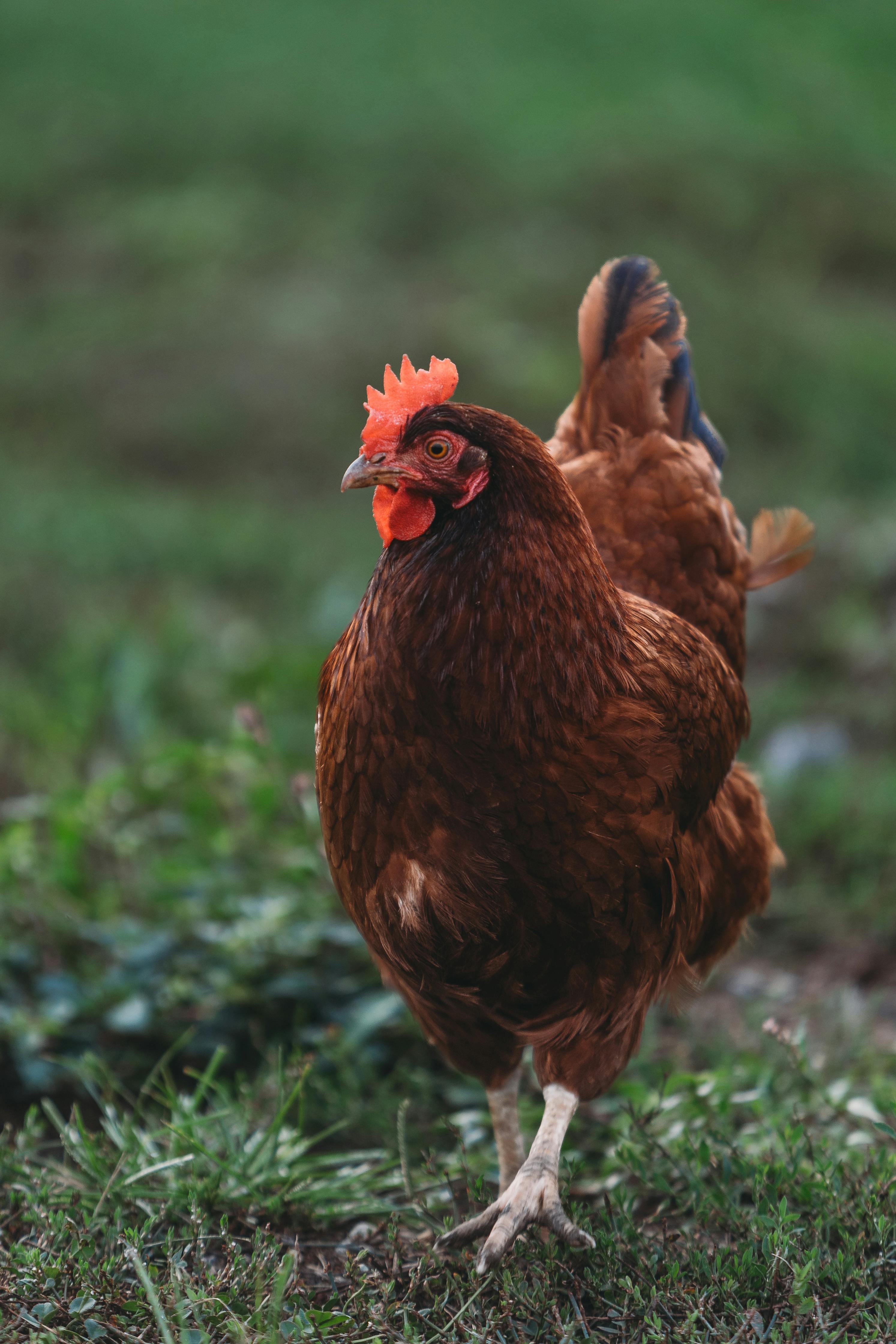 Chicken Trussing Technique