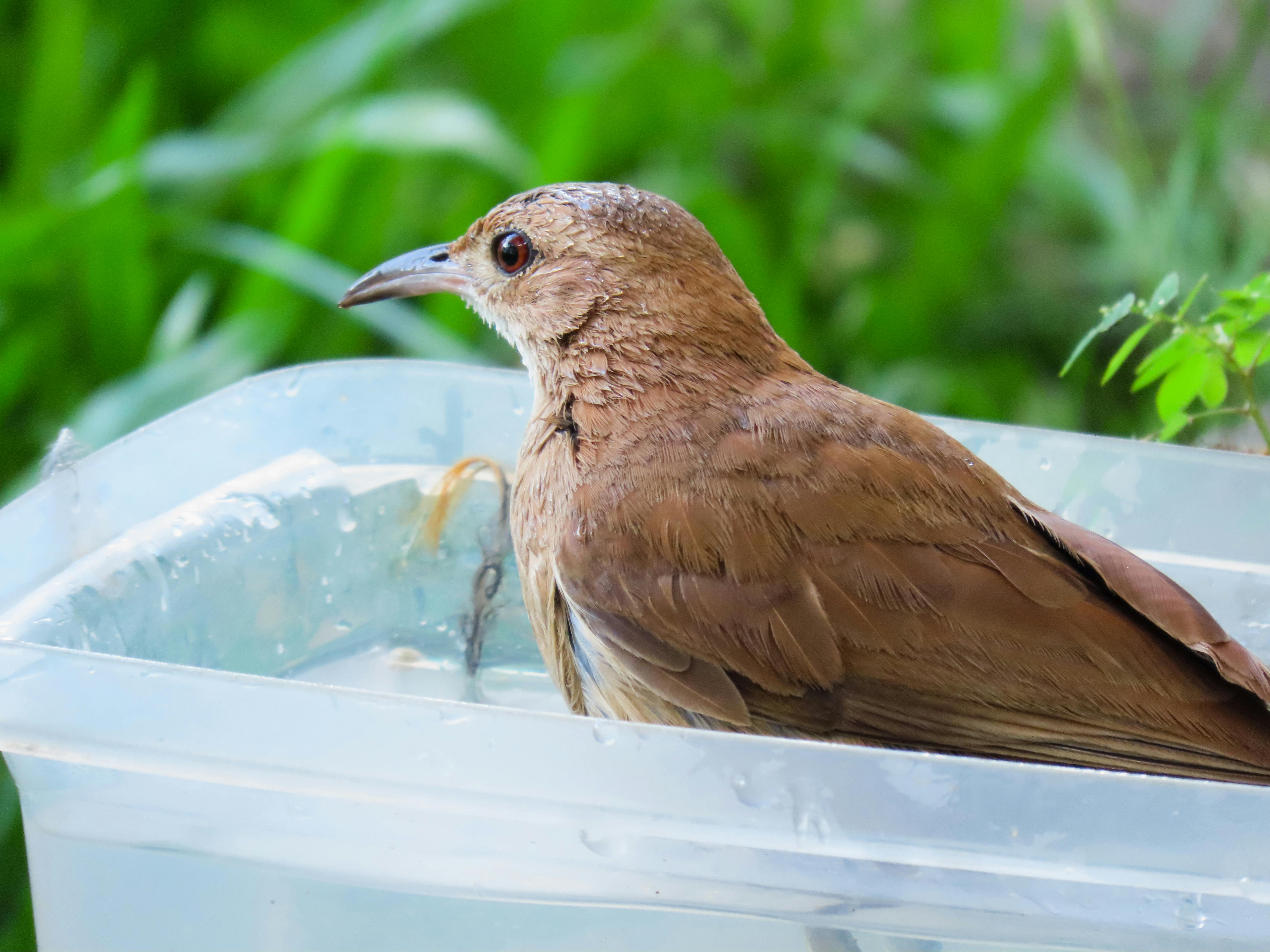 Making Sugar Water for Hummingbirds