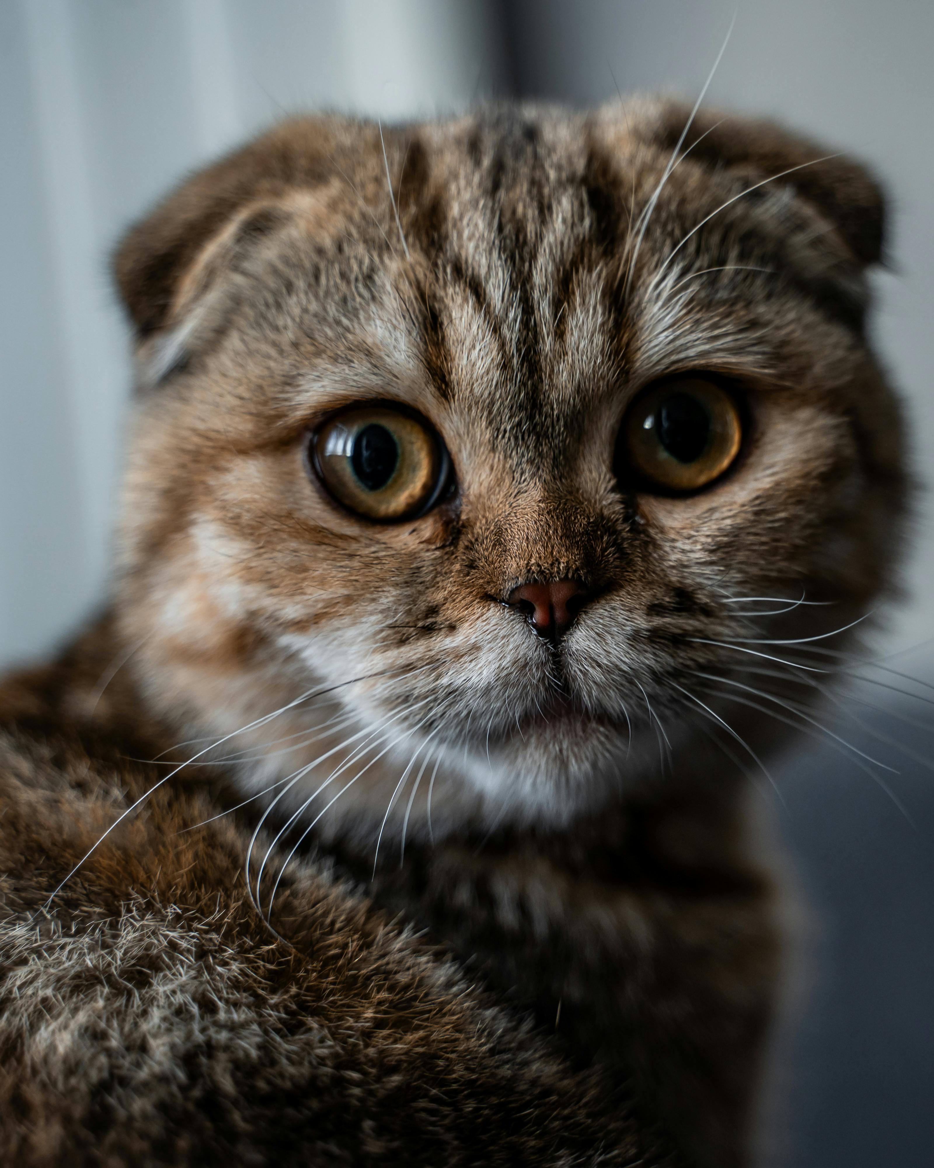 Cleaning cat pee from mattress