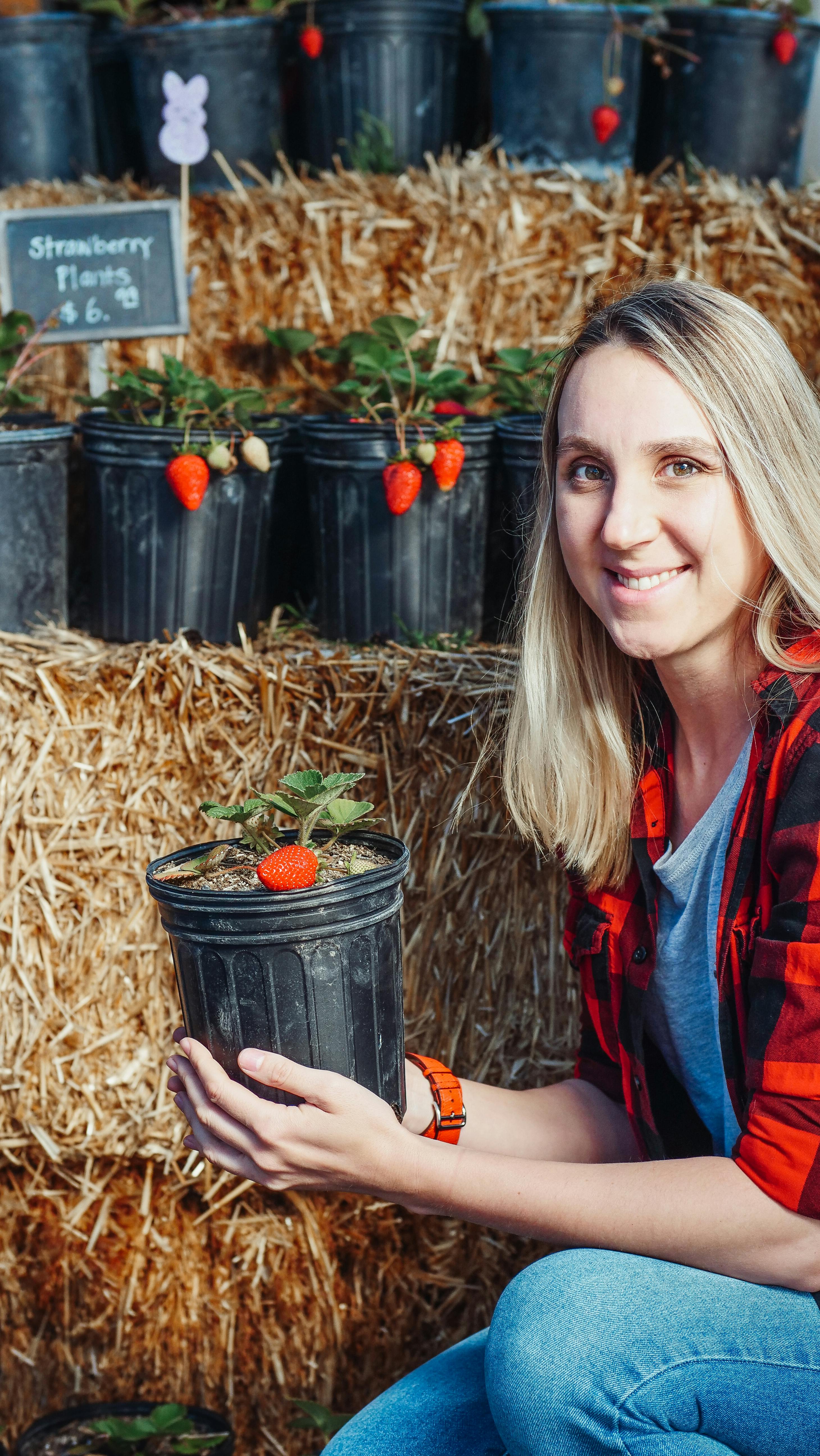 Growing strawberries in pots