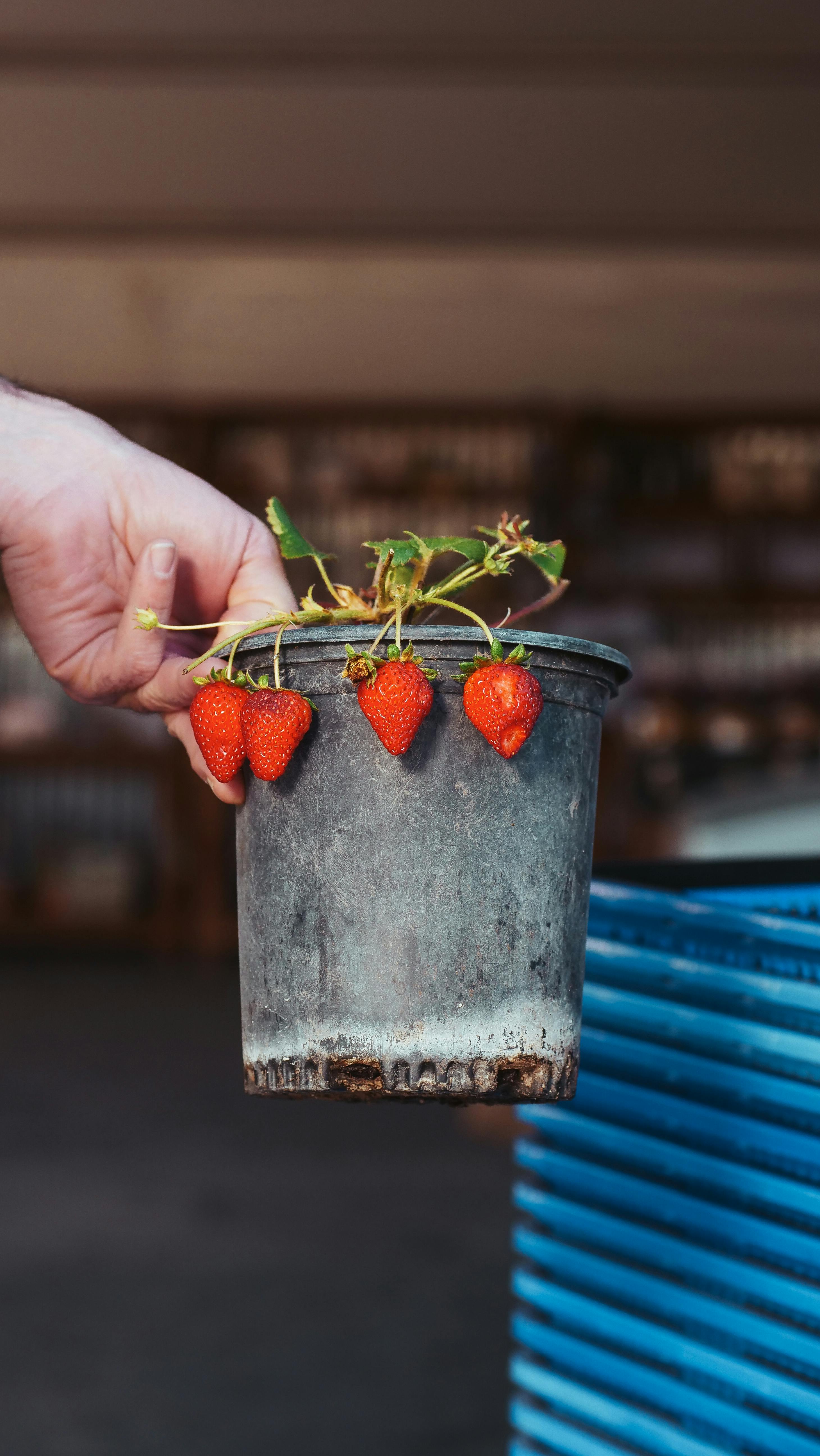 Strawberries in pots with vibrant foliage