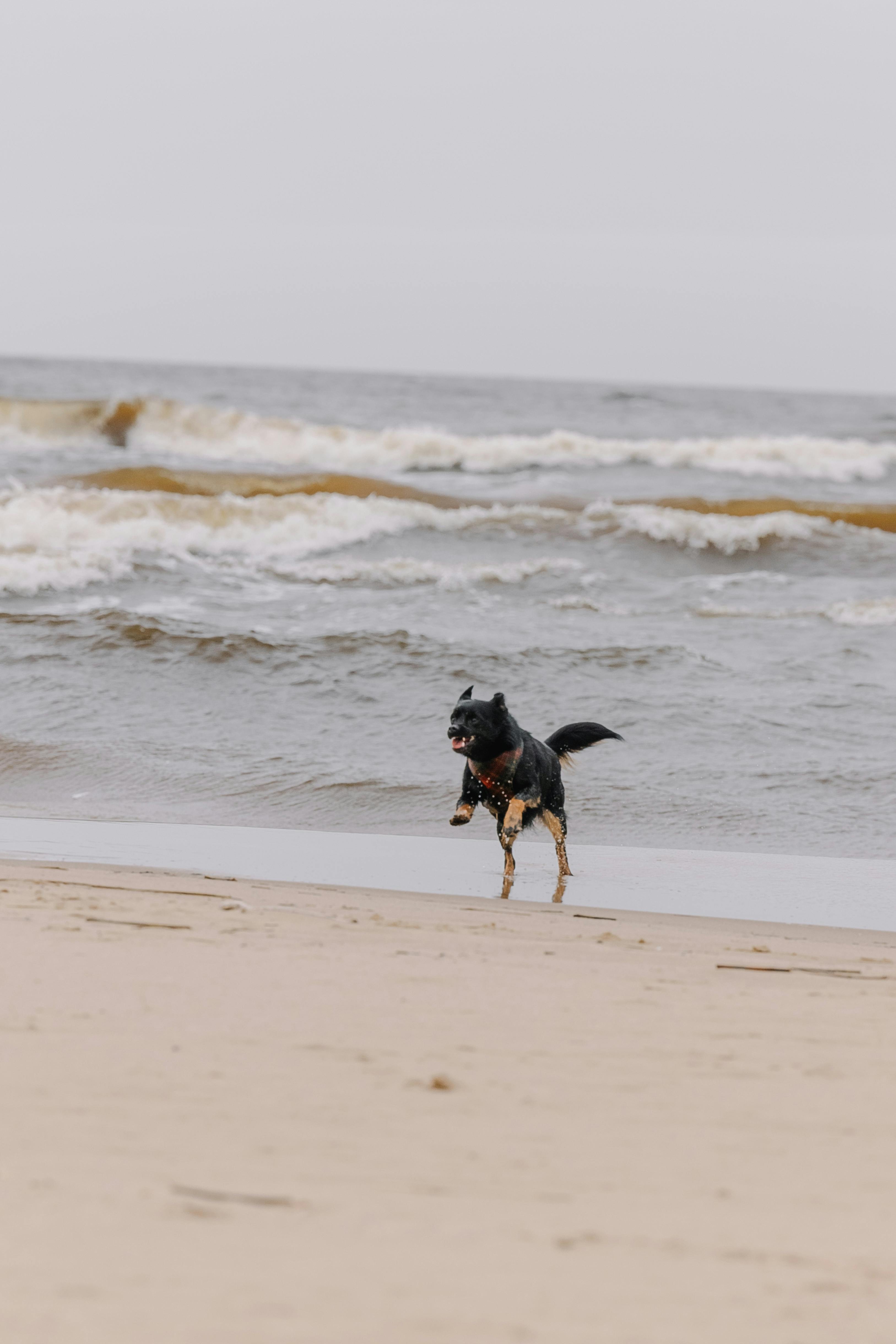 How to get dog pee smell out of carpet